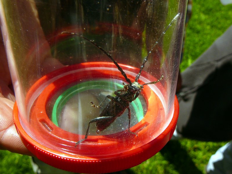 Petit capricorne   Cerambyx scopolii